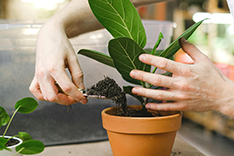 Treat your plants to coffee